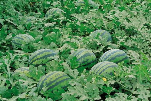 卧龙山吃瓜,夏日吃瓜盛宴来袭