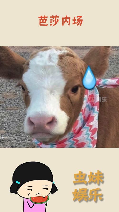 抖音小羊吃瓜,小羊吃瓜，笑料横生，带你领略羊界欢乐