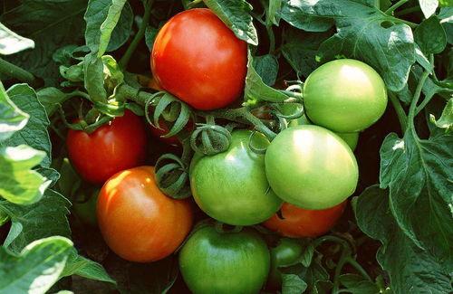 晚晚吃瓜番茄,揭秘娱乐圈幕后故事