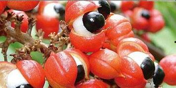 吃瓜拉纳果实,揭秘天然能量源的秘密