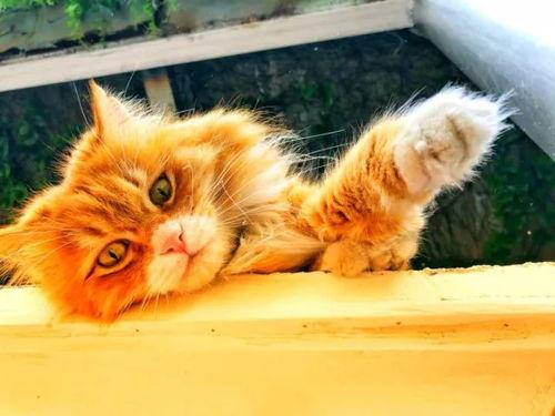 五一吃瓜今日吃瓜喵小吉,喵小吉带你领略今日热门瓜事