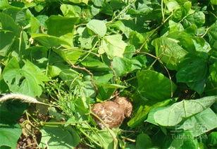 梦见吃甜土瓜,探寻甜土瓜的甜蜜奥秘