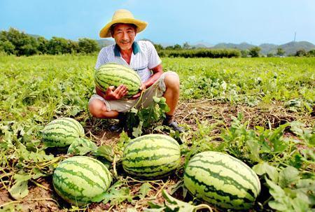 老四早期路边吃瓜,见证市井百态的市井传奇