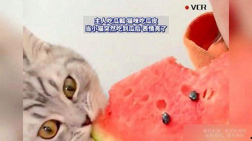 看猫咪吃瓜,猫咪吃瓜的趣味瞬间