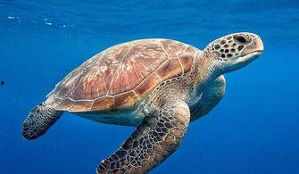 海龟汤雅娜吃瓜,一场别开生面的吃瓜盛宴