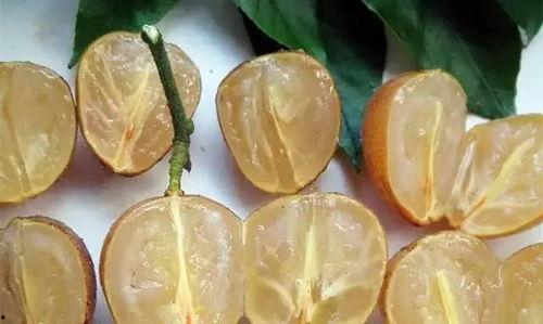 吃黄皮瓜嘴出血,却引发口腔出血之谜