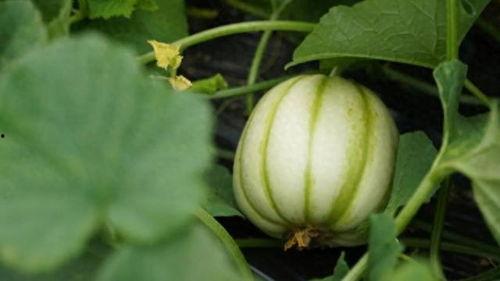 爆爆瓜怎么吃,解锁美味新体验