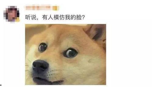 男生发吃瓜狗头,揭秘男生吃瓜狗头的趣味瞬间