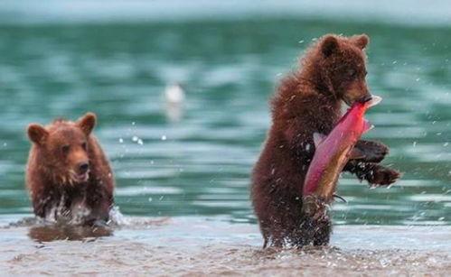 吃瓜小熊怕栈道,吃瓜小熊的惊险栈道之旅