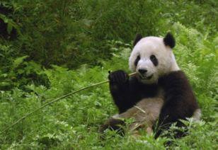 吃瓜熊猫外卖日本,探索日本美食之旅