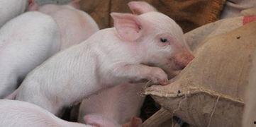 可以喂猪吃的瓜,盘点适合喂猪的各种瓜类食材