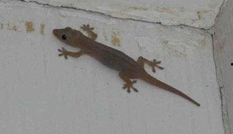 壁虎吃不吃小白瓜,揭秘它们对小白瓜的喜好之谜