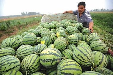 山东高密吃瓜视频,一场别开生面的乡村盛宴