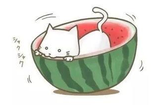 美好的遇见吃瓜,一场美好的遇见