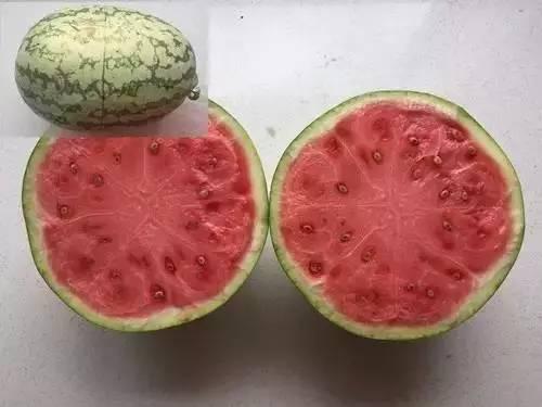 瓜瓜吃瓜爱吐籽,揭秘瓜籽的独特魅力