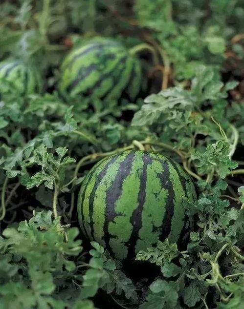 勺子吃瓜清脆,尽享清脆美味时光