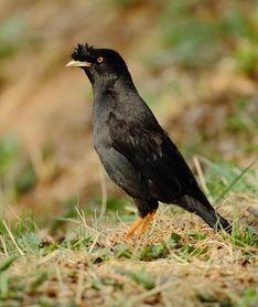 吃瓜少女八哥,揭秘娱乐圈幕后故事