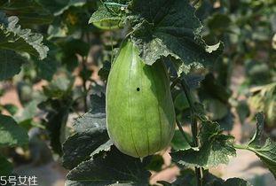 脆瓜咋吃,解锁夏日清新口感