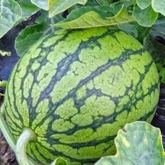 吃瓜的品种,探寻各色瓜果的独特风味与营养价值