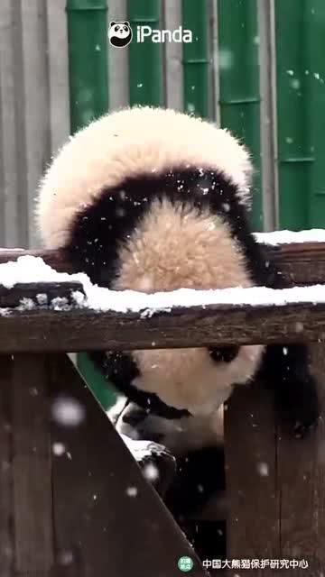 吃瓜小熊收藏,揭秘娱乐圈那些事儿