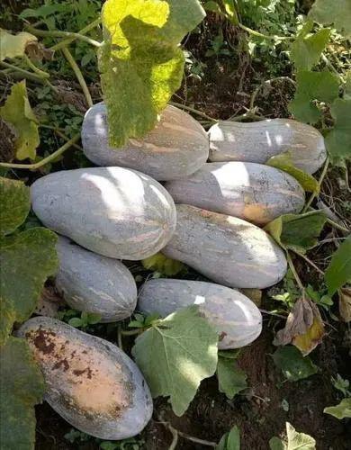 云南丽江小伙吃瓜事件,吃瓜瞬间引发网友热议