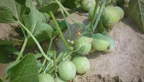 小瓜在吃瓜,揭秘娱乐圈那些事儿