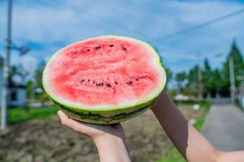 流卡瓦吃瓜,揭秘瓜界新宠，品味独特口感之旅