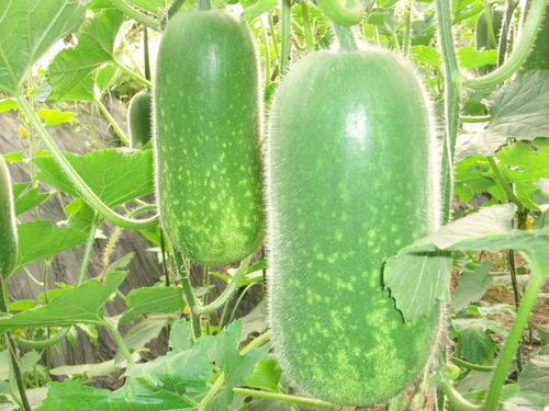 819是吃瓜,揭秘吃瓜背后的娱乐狂欢与社交现象