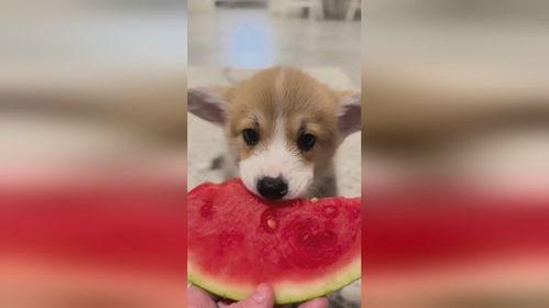 吃瓜线条小狗,揭秘宠物界的“网红”传奇